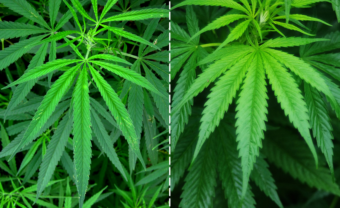 5 plantas que se suelen confundir con la Cannabis sativa