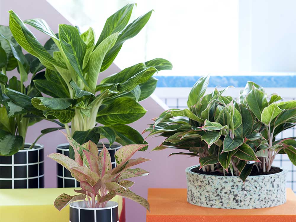 Aglaonema