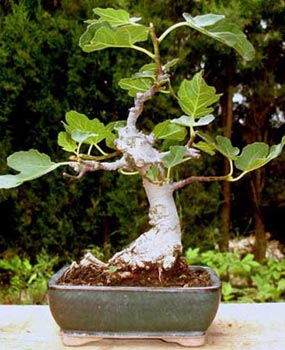 Bonsái Ficus Carica