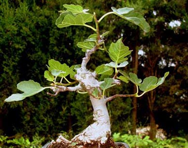 Bonsái Ficus Carica