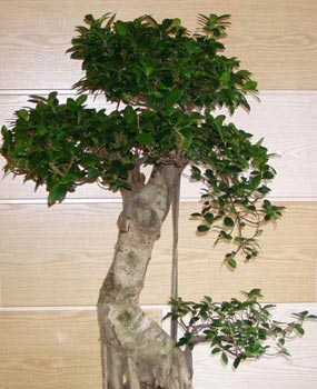 Bonsái Ficus Retusa 