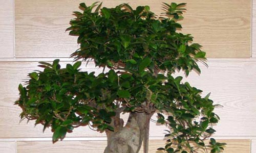 Bonsái Ficus Retusa