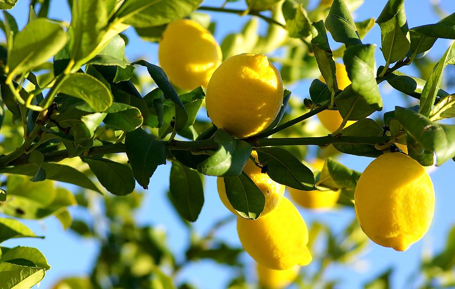 Cómo y cuándo podar un limonero: el mejor método