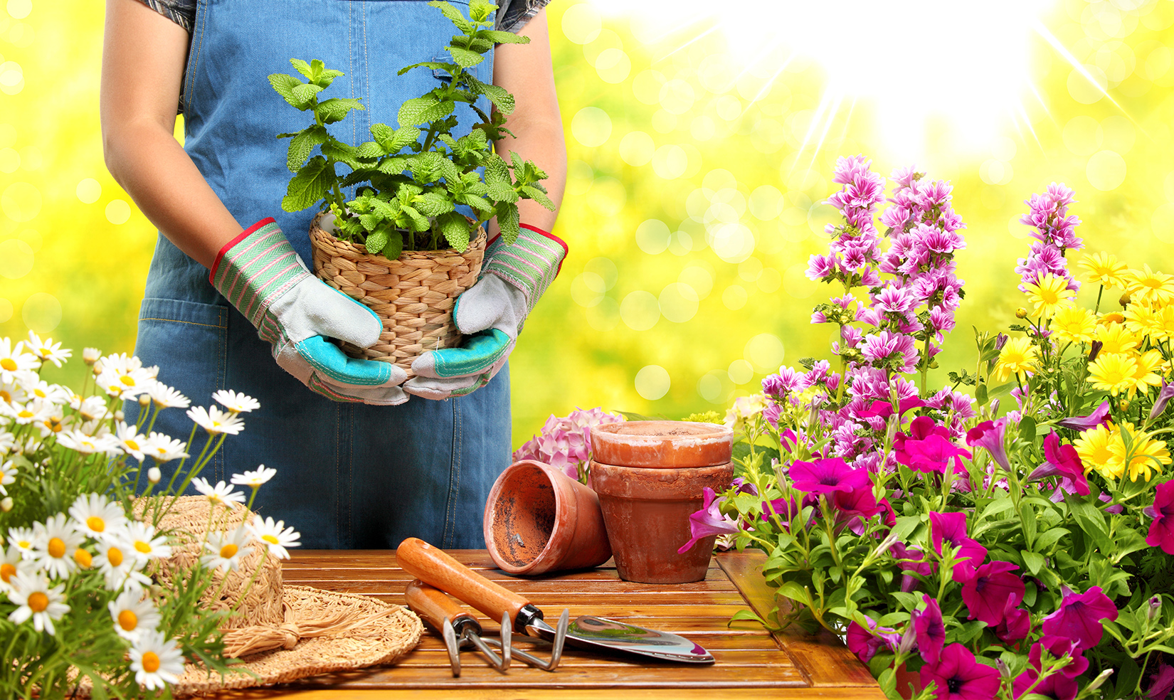 Consejos básicos para aprender a cuidar un jardín