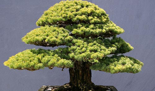Cuidados de bonsáis. Riego y fertilización
