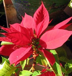 Luz. Iluminación. Cuidados de plantas de interior