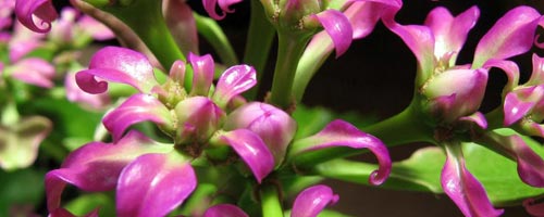 Cuidados de las plantas de interior