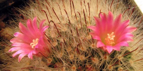 Cuidados de las plantas de interior: Riego