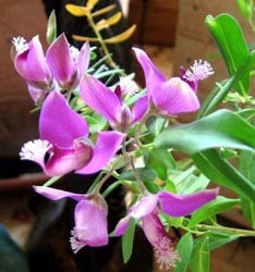 Temperatura. Cuidados de plantas de interior