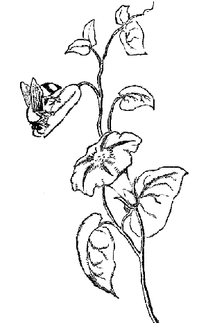 Dibujos infantiles de plantas