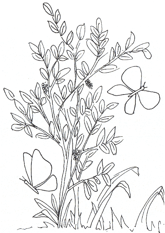 Plantas dibujos para colorear - Imagui Plantas dibujos para colorear - Imagui