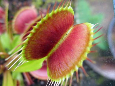 Fondos de plantas