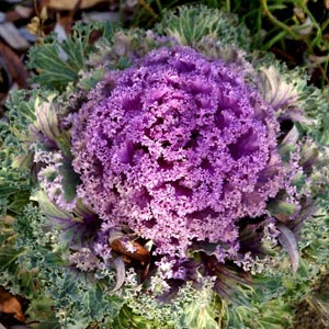 Fotografías de plantas