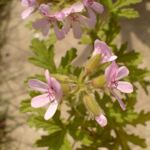 Fotos de plantas