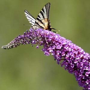 Fotos de plantas