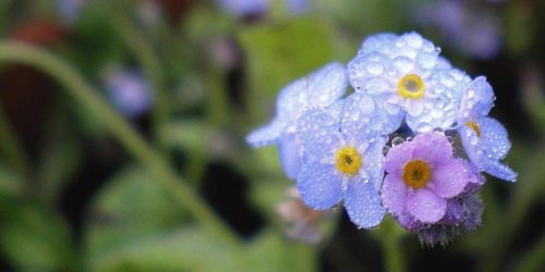 Fotos de plantas