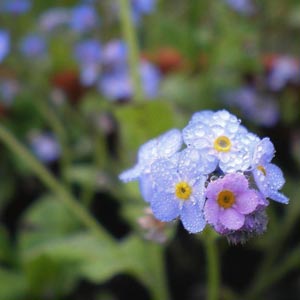 Imágenes de plantas