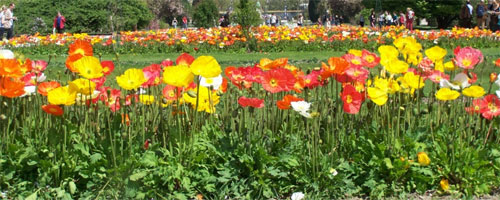 Plantas de jardín