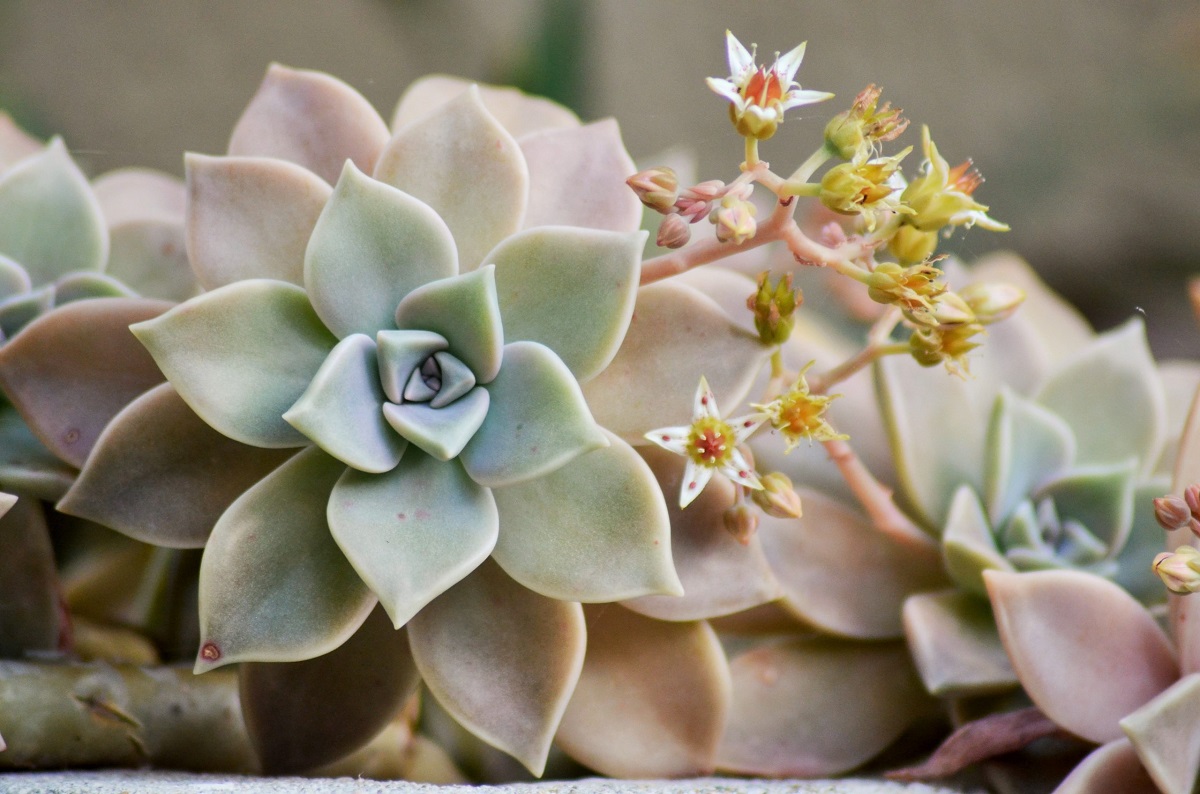 Plantas crasas: tipos y qué cuidados necesitan