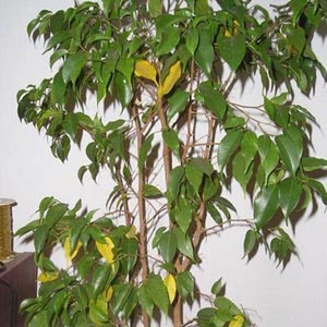 Plantas de interior: Ficus Benjamina