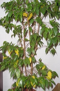 Plantas de interior: Ficus Benjamina