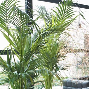 Plantas de interior: Kentia