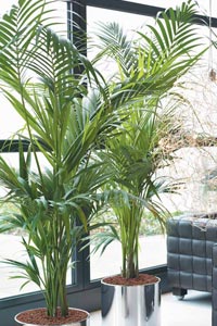 Plantas de interior: Kentia