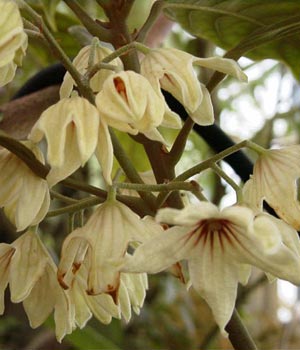 Plantas medicinales adelgazantes