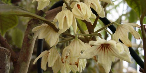 Plantas medicinales adelgazantes