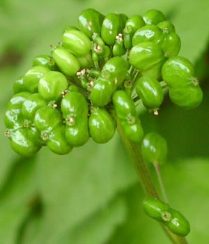 Plantas medicinales afrodisíacas