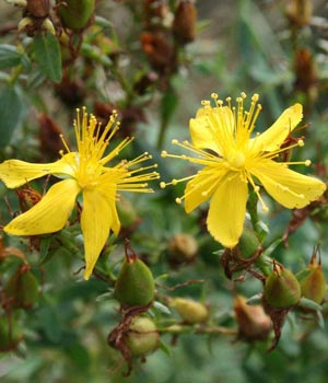 Plantas medicinales antidepresivas