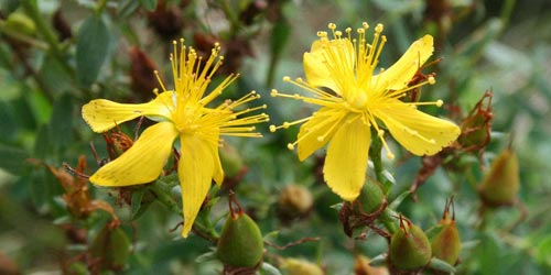 Plantas medicinales antidepresivas