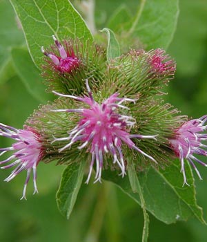 Plantas medicinales depurativas