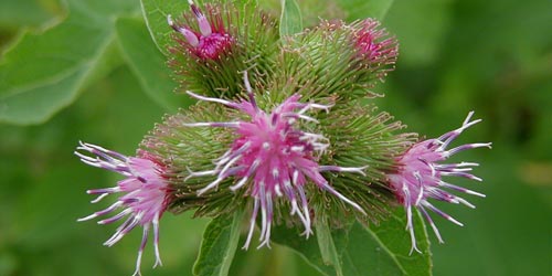 Plantas medicinales depurativas