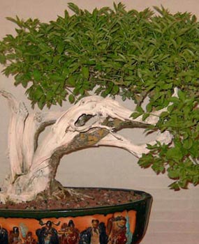 Poda estructural de bonsáis