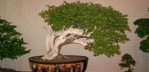 Poda estructural de bonsáis. Poda invernal