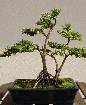 Poda de mantenimiento de bonsáis