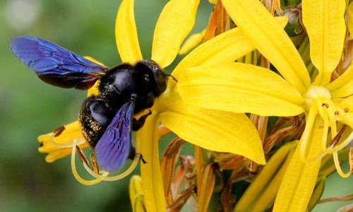 Reproducción de las plantas con flores