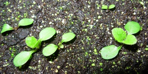 Reproducción de las plantas: germinación